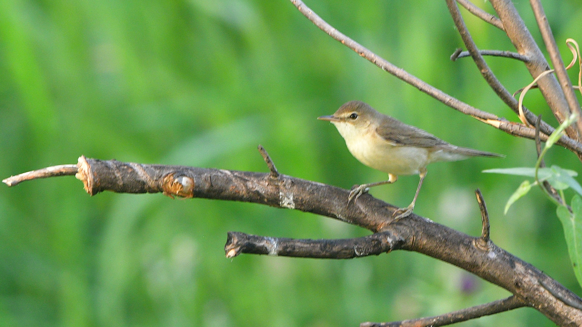 Eastern Olivaceous Warbler